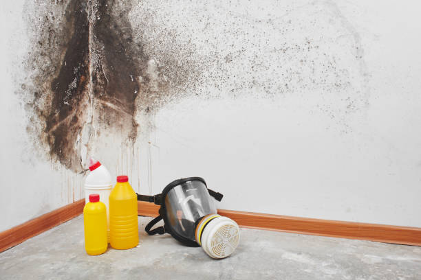 Mold Documentation for Insurance Claims in Monroeville, IN